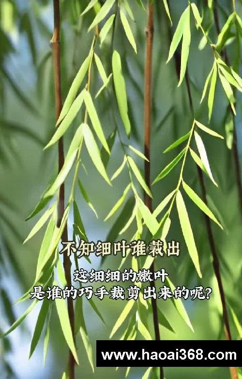 春风作画 柳丝飞舞
